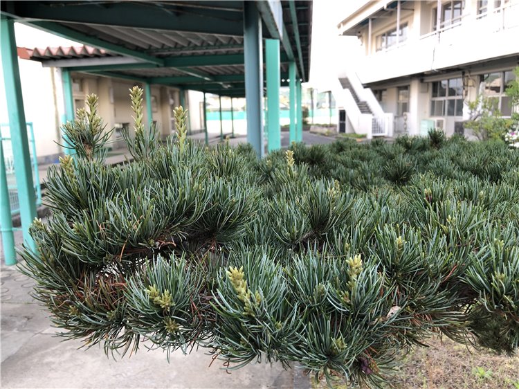 五葉松の画像