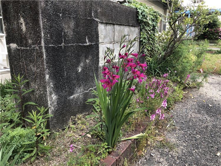グラジオラスの画像