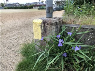 オオムラサキツユクサ