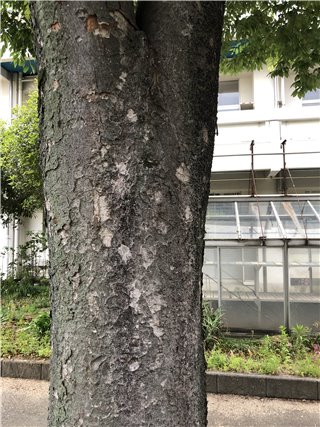 ケヤキ
