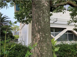 クスノキ