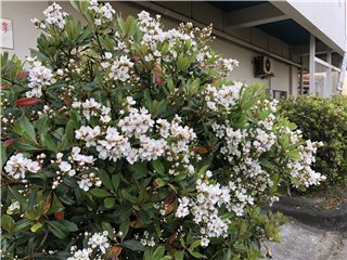 シャリンバイ
