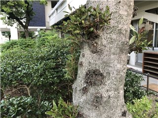 ヤマモモ