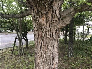 トウカエデ