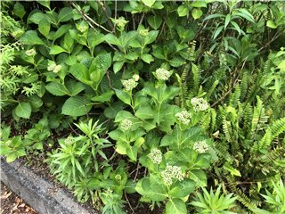 紫陽花