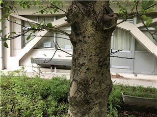 クロガネモチ