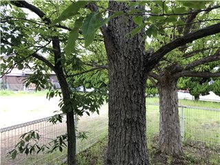 クヌギ