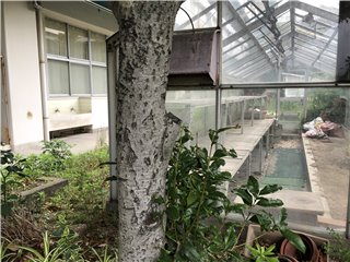キンモクセイ