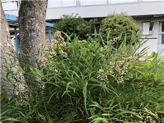 ナンテン