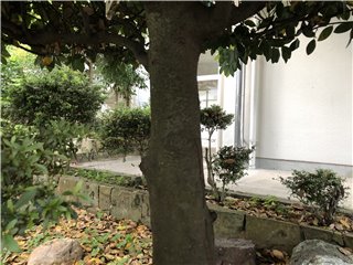 ゲッケイジュ
