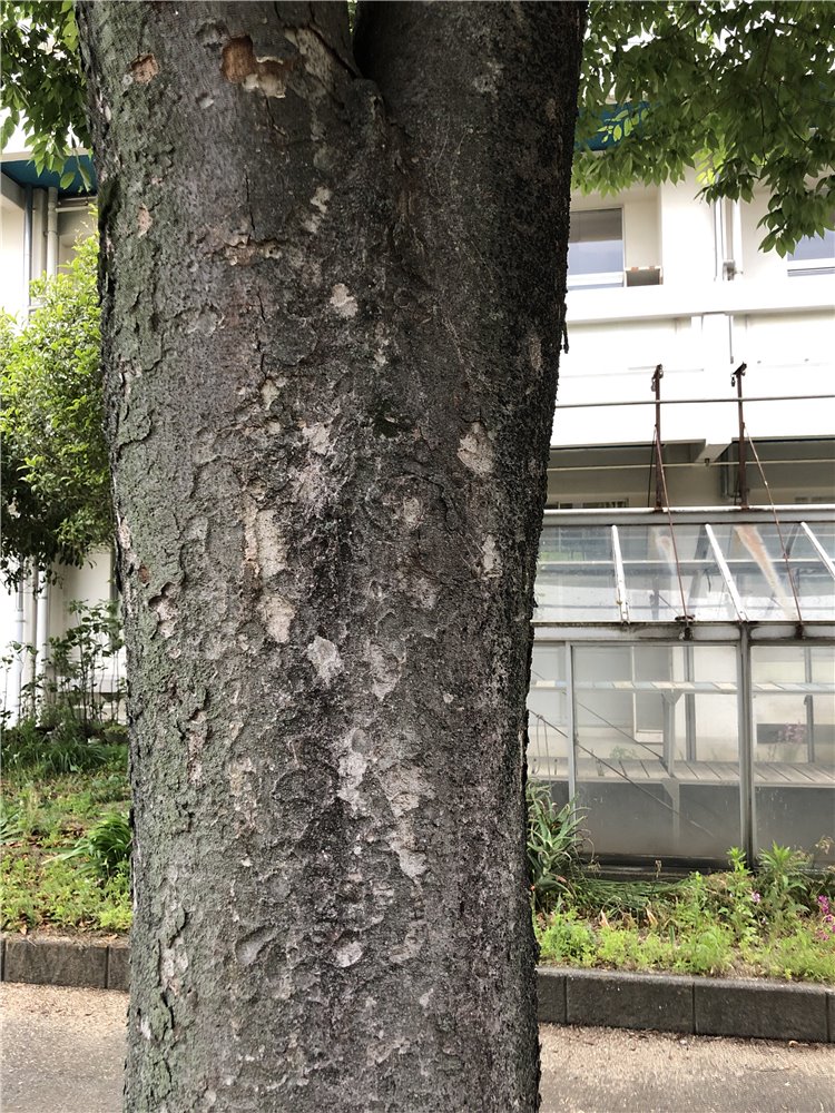 ケヤキの画像