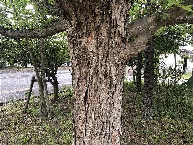 トウカエデの画像