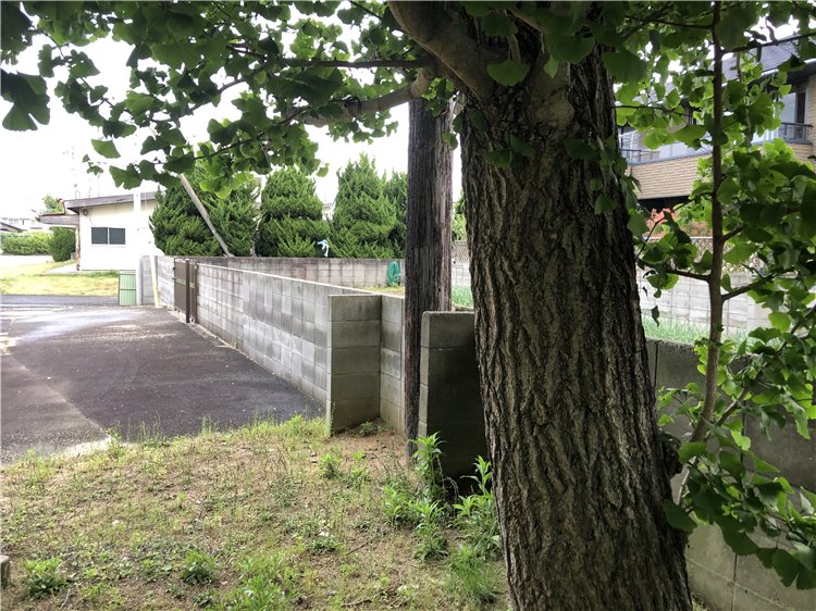 イチョウの画像