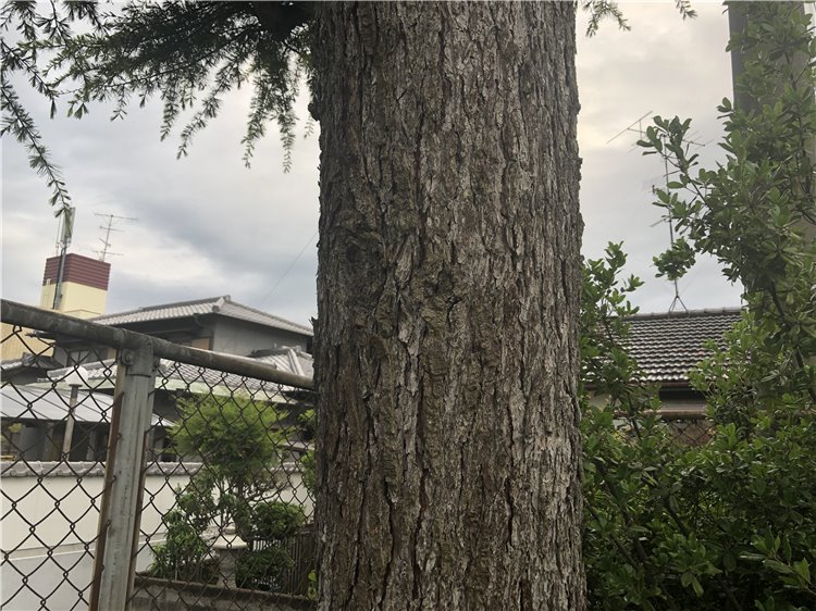 ヒマラヤ杉の画像