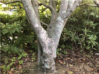 モクレン