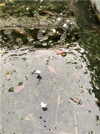アナカリス
