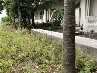 シュロ