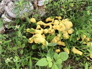 粘菌