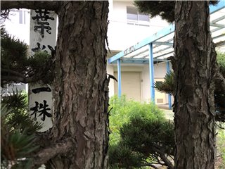 五葉松