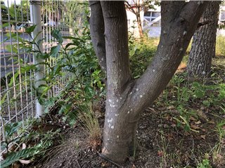 オレンジ
