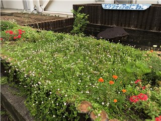 イワダレソウ