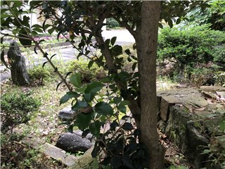 ヒイラギナンテン