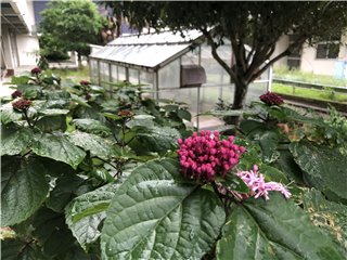 ボタンクサギ