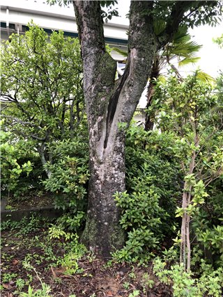 ケヤキ