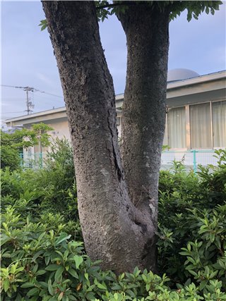 ケヤキ