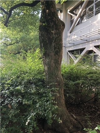クスノキ