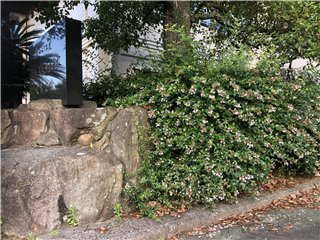ツクバネウツギ