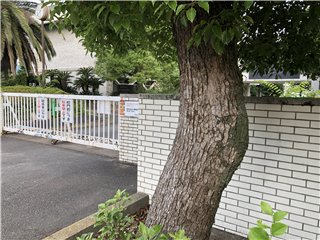 クスノキ