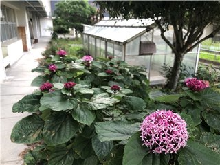 ボタンクサギ