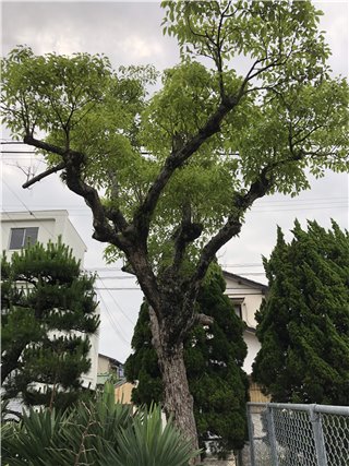 クスノキ