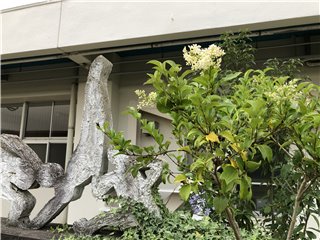 ネズミモチ