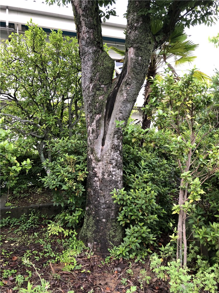 ケヤキの画像