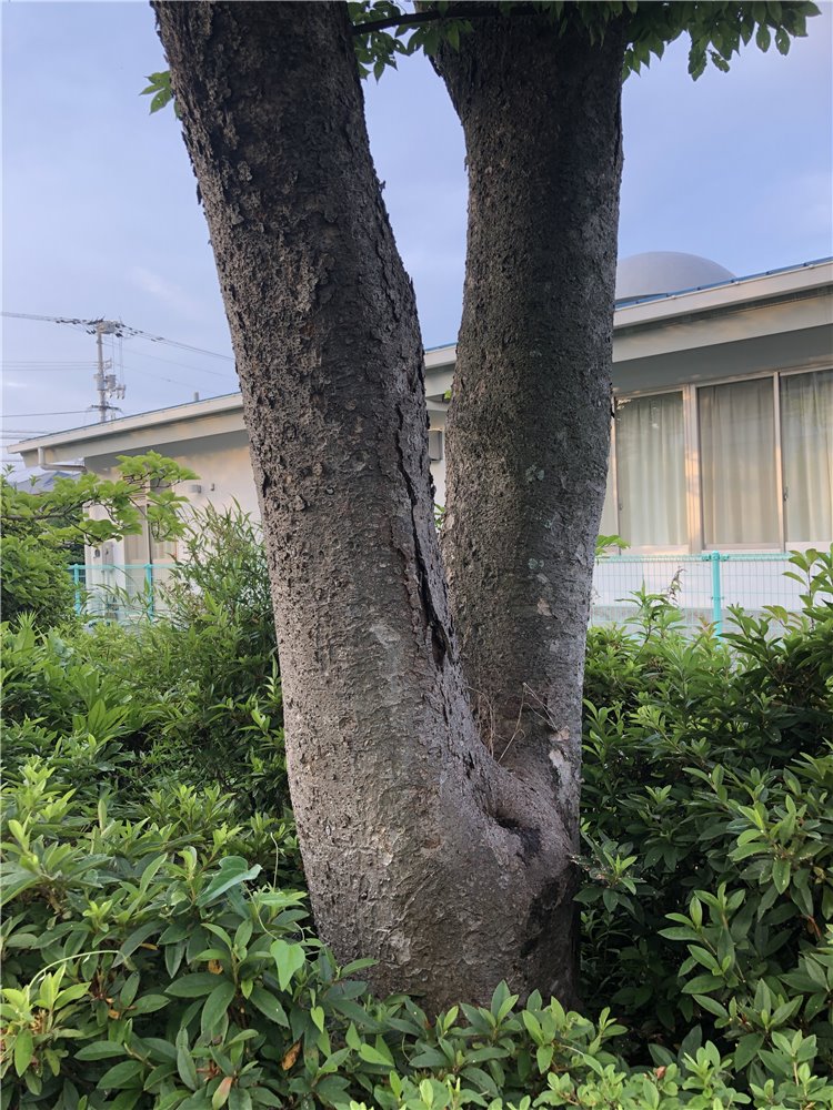 ケヤキの画像