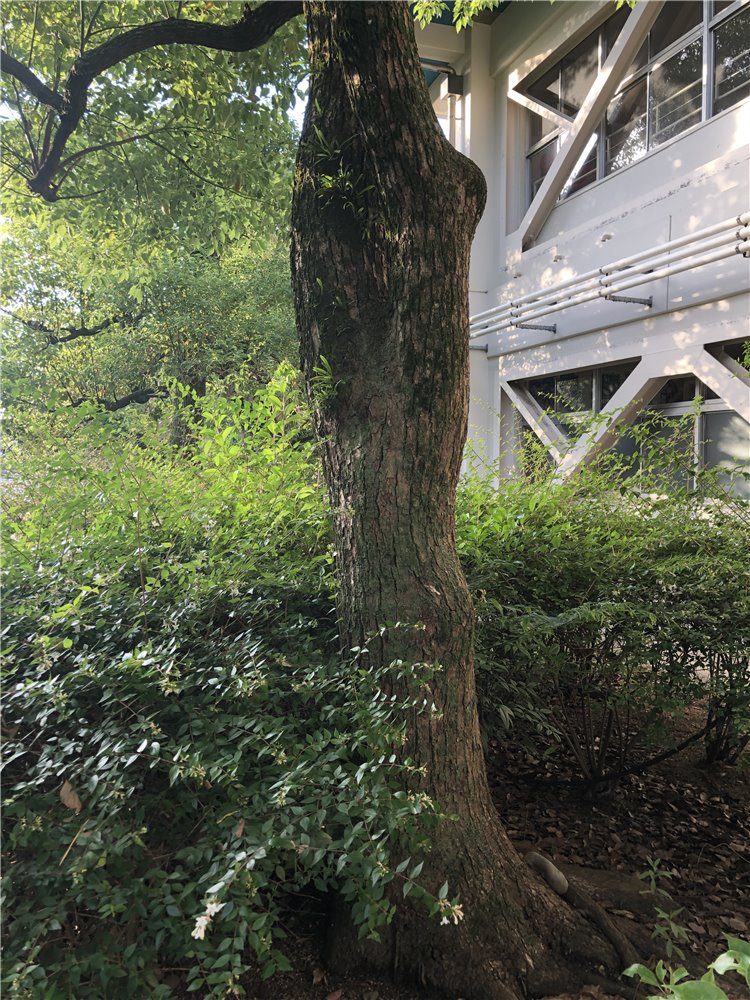 クスノキの画像
