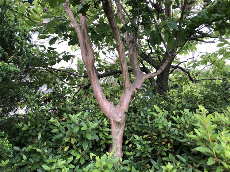 サルスベリの画像