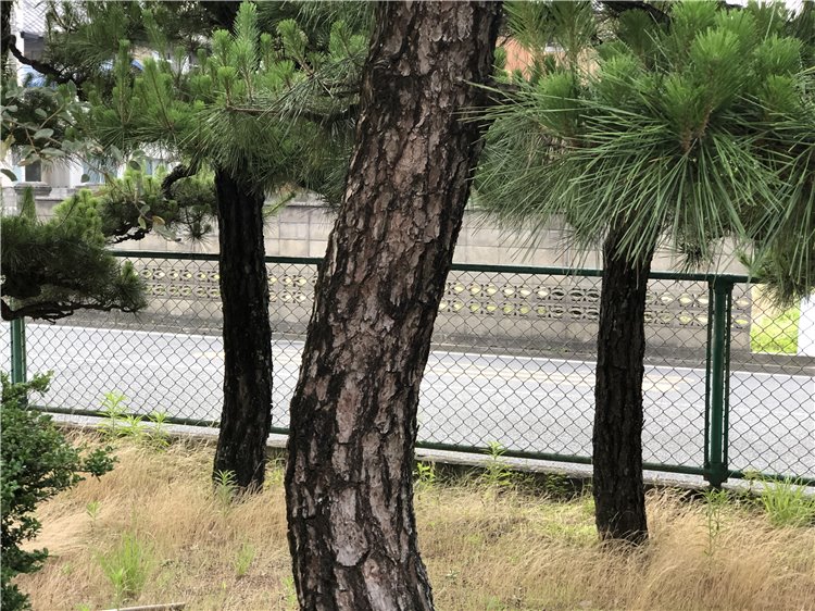 松の画像