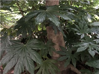クロガネモチ