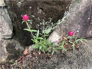 センニチコウ