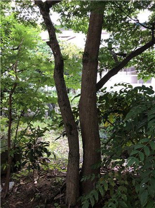 イロハモミジ