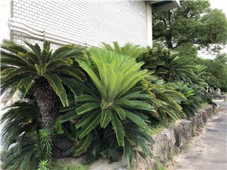 ソテツ