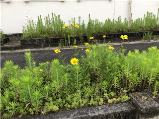 キクイモモドキ