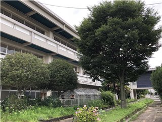 ケヤキ