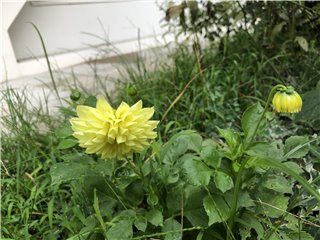 ダリア