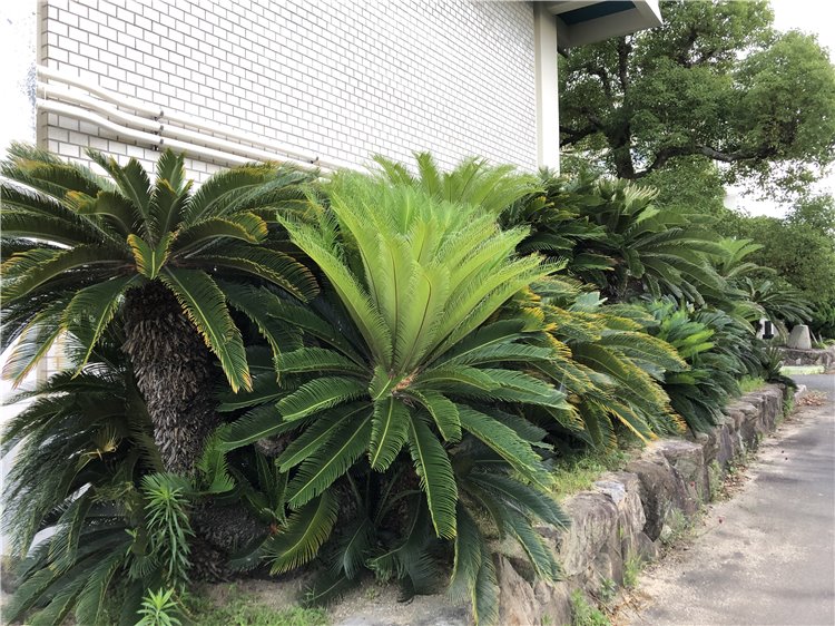 ソテツの画像