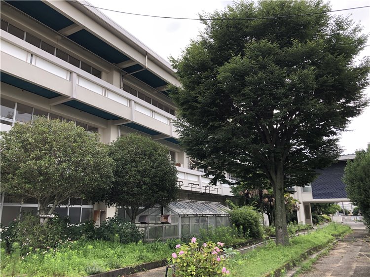 ケヤキの画像
