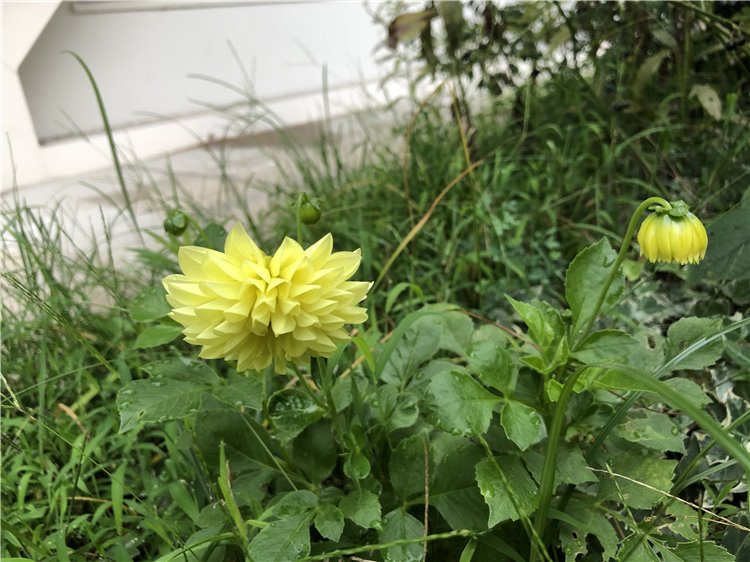 ダリアの画像